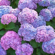 Hydrangea real live plant 绣球花 anak pokok segar hidup Siti Zubaidah hiasan rumah