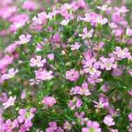 100‘seeds - Bunga Gypsophila | Flower Seed - Gypsophila | 花种子 - 满天星