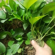 Combo of 5 green betel branches green vines terrarium garden decor