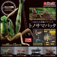 Bandai BANDAI Gashapon Biological Illustrated Book Limited Flying Locust Assembled Movable Locust Grasshopper Ant Grasshopper Grasshopper