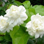 POKOK BUNGA MELUR ROSE ID GRAND DUKE OF TUSCANY