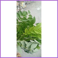 ✧ ☢ ❀ Madre de Cacao Leaves Fresh 1kilo