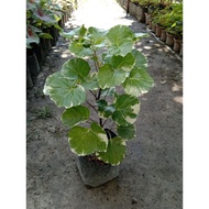 keratan Pokok Bunga puding keropok variegated