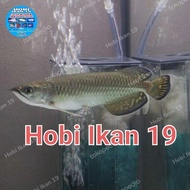 PTR Ikan Arwana Jardini batik/Arwana Jardini Irian/arwana