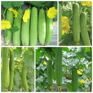 Short fragrant luffa seeds 20 seeds