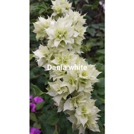 SALE!! BOUGAINVILLEA CUTTINGS
