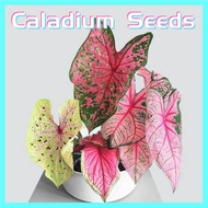 เมล็ดบอนสี ห่อละ 100 เมล็ด ต้นบอนสี "ราชินีใบไม้" (ฉายา ชมพูอันดามัน) Caladium Seeds Plants Flower Seed ต้นบอนสี ชมพูอันดามัน บอนสีลูกไม้ป่า ต้นไม้ฟอกอากาศ ต้นไม้ เมล็ดบอนสี ต้นไม้มงคล เมล็ดดอกไม้ ต้นไม้ประดับ เหมาะสำหรับปลูกตกแต่งบ้าน สวน น้ำตก และคาเฟ่