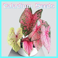 100% Original Assorted Colors Caladium Plant Seeds for Planting Flowers (100pcs Seeds) Thailand Caladium Flower Seeds Flowering Plants Seeds  Caladium Live Plants Real Plants Indoor Plants Home Decor Garden Keladi Pokok Keladi Hidup Pokok Bunga Hidup