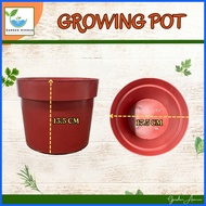 ♚ ● ♙ PECHAY BAGUIO GROWING KIT - READY TO USE/COMPLETE PACKAGE/POT/SOIL/SEEDS/MANUAL/LABEL STICK