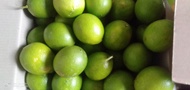 1KG ORGANIK LEMON CALIFORNIA HIJAU