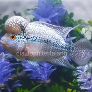 Hiasan Aquarium Louhan Srd Lokal Boomhead 10-11Cm Adistyaputri99