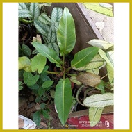 ✟ ♆ ❂ Philodendron orlando