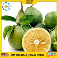 Anak Pokok Limau Bali Sunkist Buah Manis Import Dari Thailand