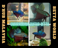 DHub Wild Betta Smaragdina Guitar betta / Ikan Laga Wild Betta Smaragdina Guitar betta