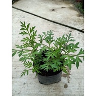 Pokok Ulam Raja Hidup  | Cosmos Caudatus | Pokok Herba Hidup | Herb Plant