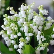 Ready Stock Quick Shipment Lily of the Valley with Sprout Ball Root Planting Ball Lily of the Valley