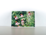 攝影明信片 | 紫錐花 - 花草微風景