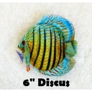 Discus - Original Green Pleco Plushies, Fish Aquarium Collectibles (6 inch, 15cm)