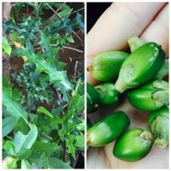 ORIGINAL PAYA BAKAU.BUAH JERUJU/JEMUJU. Ready Stock (UBATKANSER)