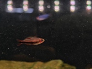 【Sus Aquatic】Black Arrow Tetra - 黑箭毒药