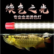 Arowana T8 RGB Tanning LED Light Special For Arowana MGBB Golden Head 24k Arowana