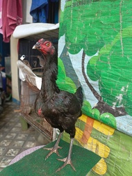 Ayam betina trah mangon biang mangon anakan materi ternak ayam berkualitas bagus