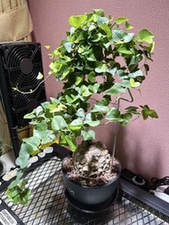 南非龜甲龍 10cm