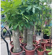 Large Honeysuckle Tree (Size 9) - extremely strong and durable tree shape