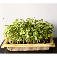 Italian Basil (Green) Seeds Pack - Certified Organic & GMO-Free