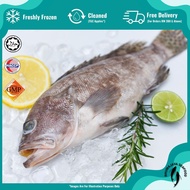 Garoupa Whole Cleaned (800G-1.2KG per fish) Ikan Kerapu 石斑鱼| Rhumajaya Fresh Frozen Seafood (RMJ)