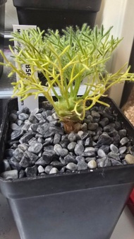 白皮月界 Monsonia peniculina盆栽植物