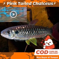 Ikan Hias Predator Pink Tail Silver Super Pbass Arwana Belida Palm