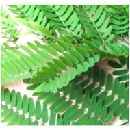 DAUN PETE CINA SEGAR 1KG LAMTORO