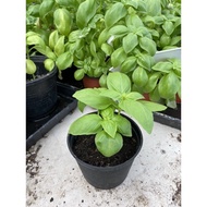 Italian Sweet Basil Plant 2 pot