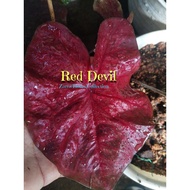 Caladium Red Devil ori, rare,anak Beranak Darth Maul keladi red devil thai,origanal red devil