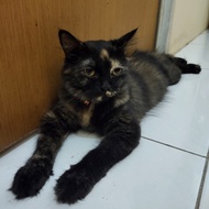 Lepas Adopsi Kucing Persia warna langka promo murah bangett