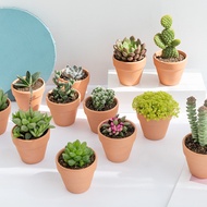 Cactus Office Desktop Mini Succulent Plant Combination Potted Plant Aeonium Aloe Cactus Jade Dew SMR