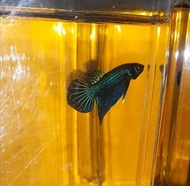Wild betta mahachai green male saiz junior to S. Betta fish / ikan laga