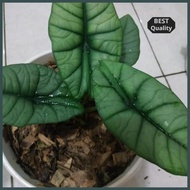 Terbaruuu!!! Tanaman Hias Alocasia Bisma Indukan Ready Kak