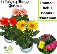 [ Beli 1 Gratis 1 ] Tanaman Bunga Hias Gerbera Hebras Hidup Murah Asli Macam2 Hiasan Tahan Panas