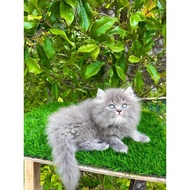 KUCING PERSIA LONGHAIR MEDIUM FLATNOSE PEAKNOSE HIMALAYA RAGDOLL KITTEN PERSIA PINOCATS