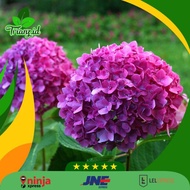 Tanaman hias roten/ bunga berondong
