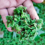 Azolla Microphylla Segar | Makanan Ternakan Itik, Ikan, Ayam, Baja Organik, Tanaman Hydroponic
