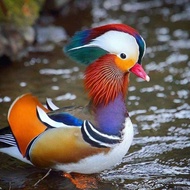 TELUR BEBEK MANDARIN DUCK BEBEK HIAS FERTIL ASLI UNTUK DITETASKAN