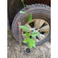 Panama Rose Gold Passion Fruit Tree 50～60cm大苗巴拿马玫瑰香黄金百香果树苗