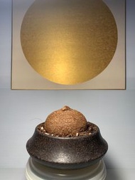 塊根植物-圓葉山烏龜、火桐、金不換、奇異油甘、一葉龜 （連盆）