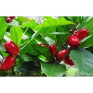 POKOK HIDUP AJAIB HYBRID .