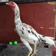 Anakan ayam birma bangkok