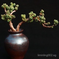 ✨SG Hot selling ✨[3180Positive Review]Antler Begonia Old Pile Succulent Potted Plant Indoor Green Pl
