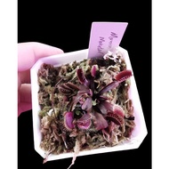 Dionaea Muscipula "FTS Maroon Monster" Venus Flytrap Carnivorous Plant